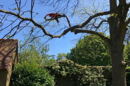 Arboricultural Services – Keeping Trees Healthy