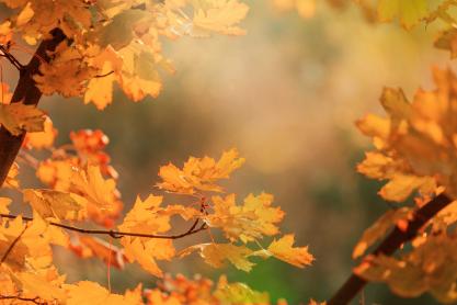 Top Autumn Garden Tips 