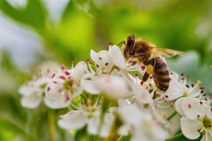 How To Enhance Your Spring Garden with Pollinator-Friendly Plants