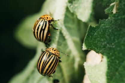 A Guide to Protecting Your Garden from Unwelcome Winter Pests