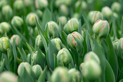 An Expert’s Guide To A Spring Bulb Garden