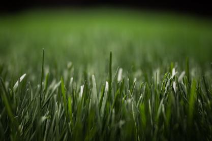 A Brief Guide To Maintaining Artificial Grass