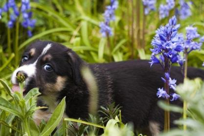 Dog in the garden