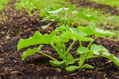 How To Start Your Own Kitchen Garden