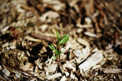 Why Mulch Matters: Autumn Gardening Wisdom from Professionals