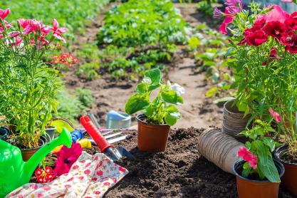 Horticulture Services for a Blossoming Garden