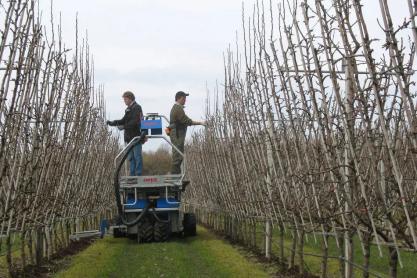 Orchard Pruning In The Winter