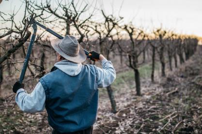 How to Winter Prune Trees and Shrubs