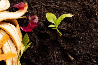 Garden Nutrition 101: A Close Look at the Benefits of Compost and Manure