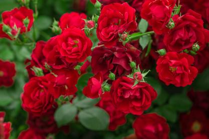 Roses – A Guide to Pruning