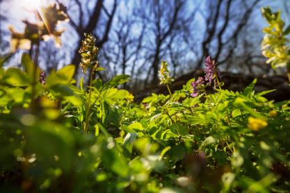 A Comprehensive Guide to Herbaceous Plants For Spring