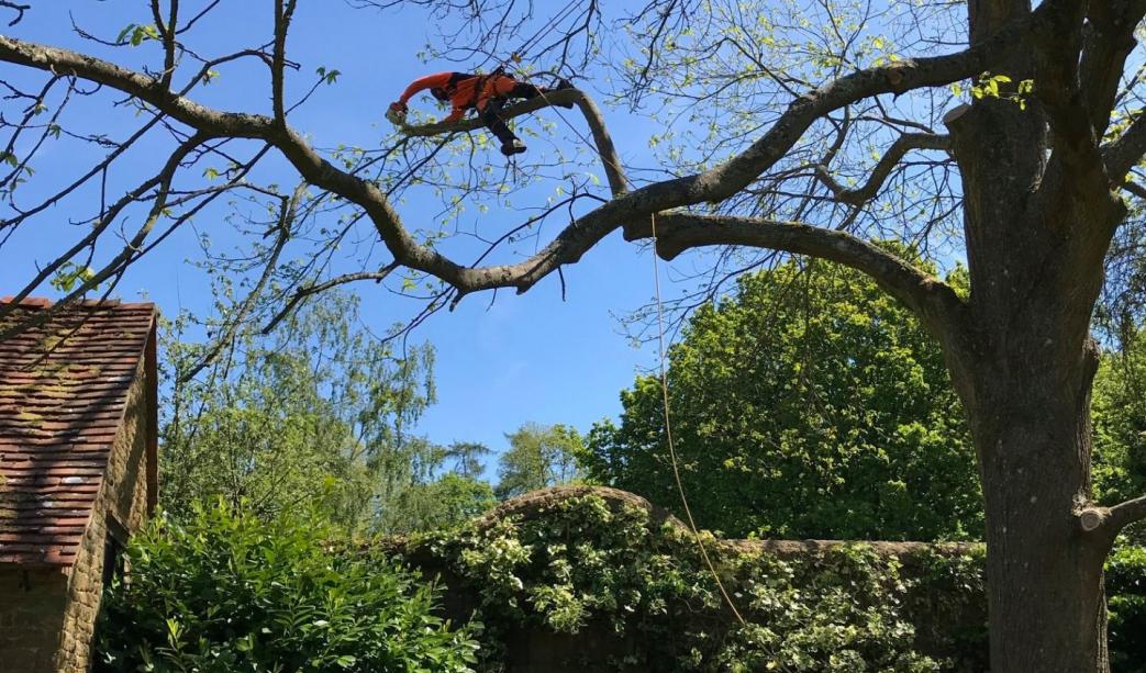 Arboricultural Services – Keeping Trees Healthy