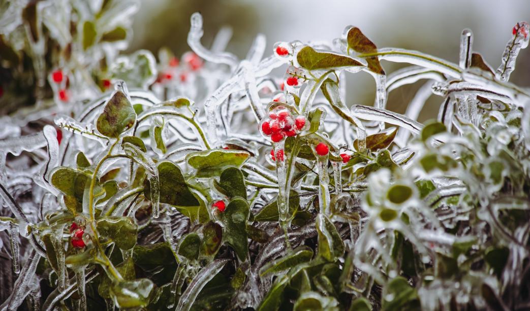 How To Care for Herbaceous Plants in Winter