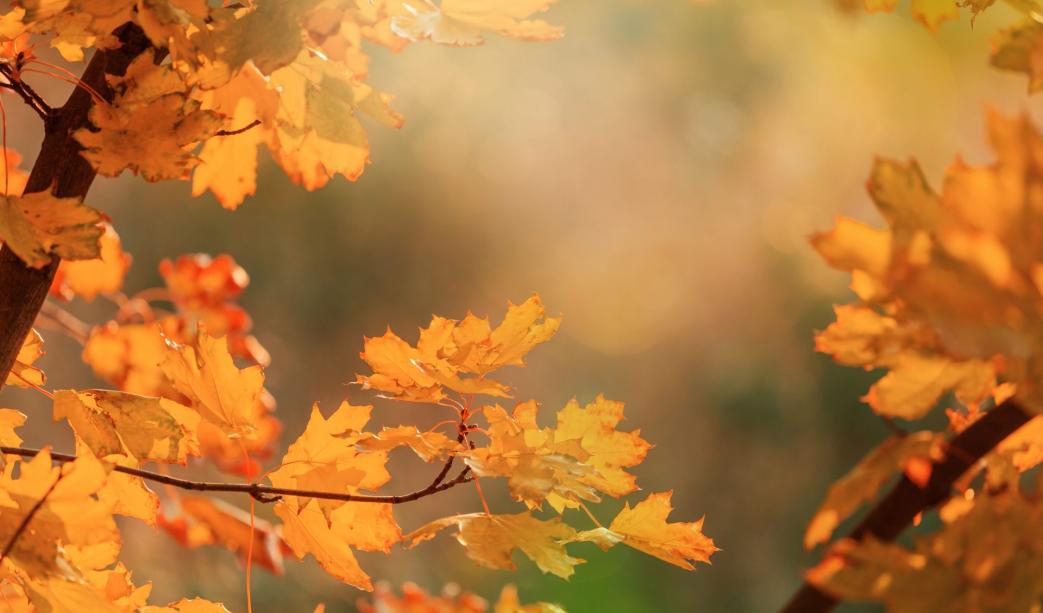 Top Autumn Garden Tips 