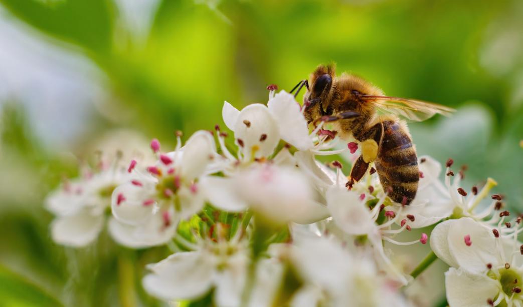 How To Enhance Your Spring Garden with Pollinator-Friendly Plants