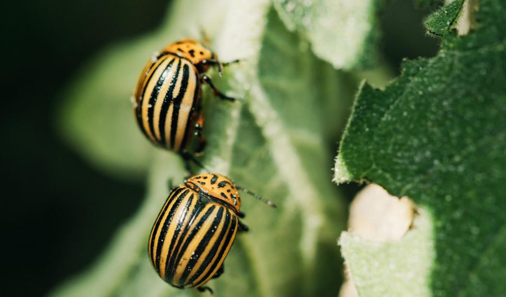 A Guide to Protecting Your Garden from Unwelcome Winter Pests