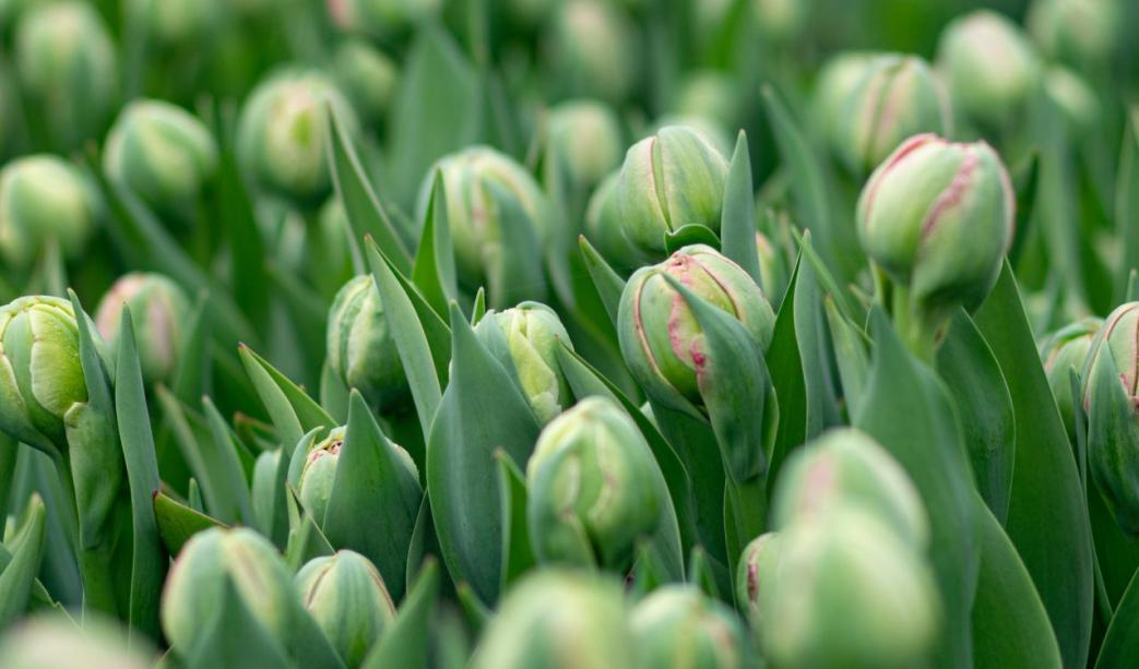 An Expert’s Guide To A Spring Bulb Garden