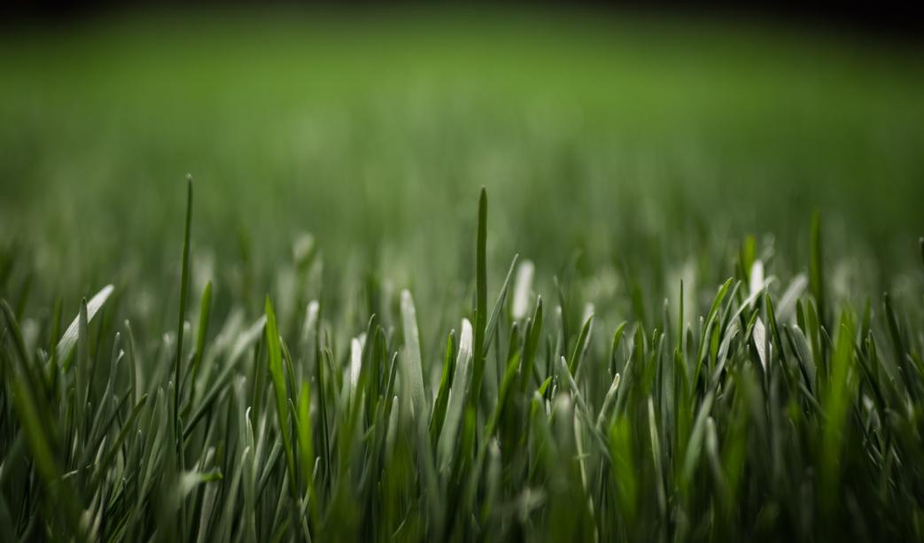 A Brief Guide To Maintaining Artificial Grass