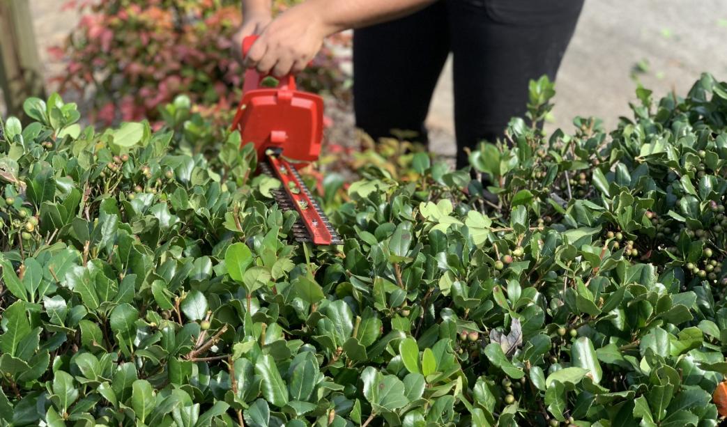 3 Top Tips for Hedge Maintenance