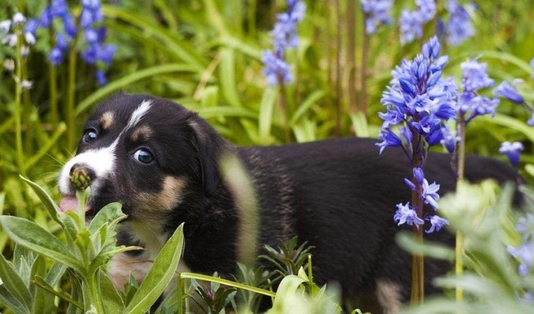 Dog in the garden