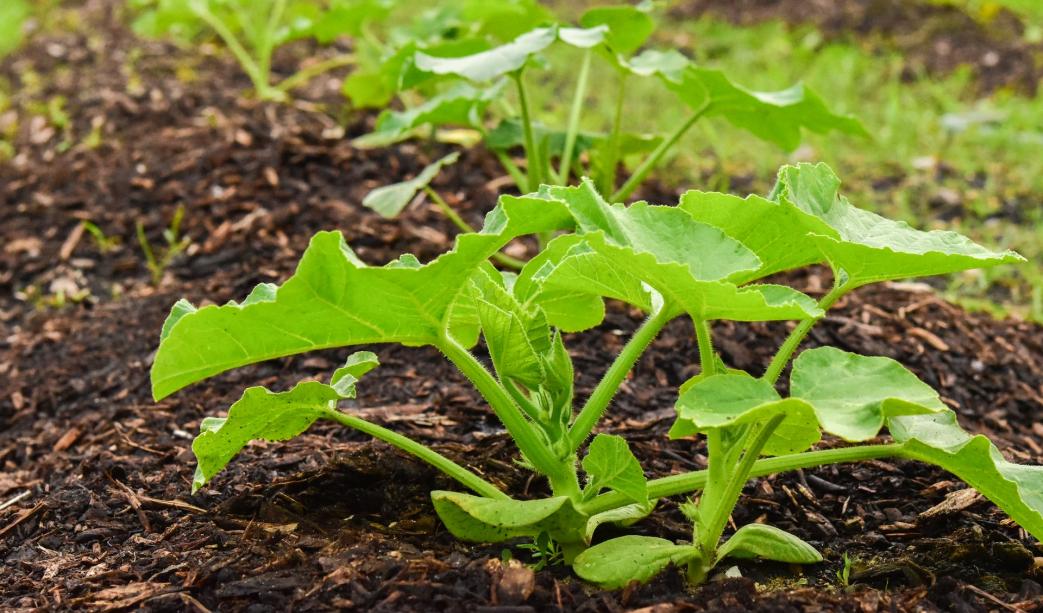 How To Start Your Own Kitchen Garden