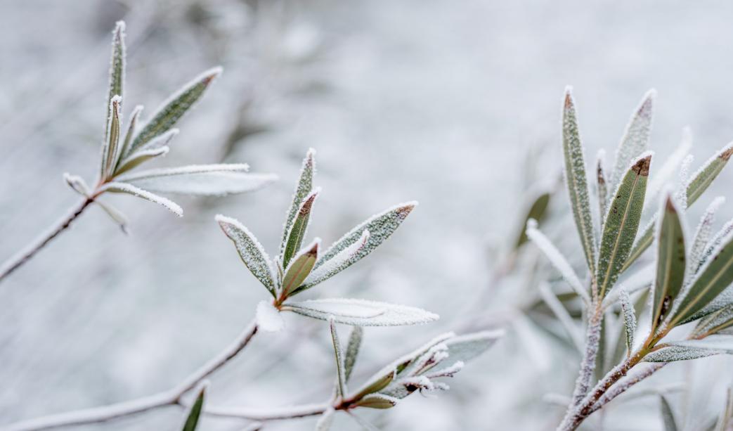 How To Navigate Garden Estate Management in Cold Weather