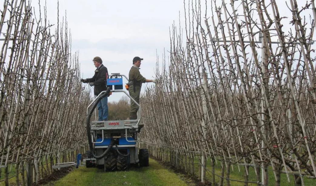 Orchard Pruning In The Winter