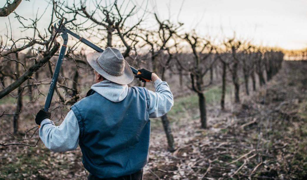 How to Winter Prune Trees and Shrubs