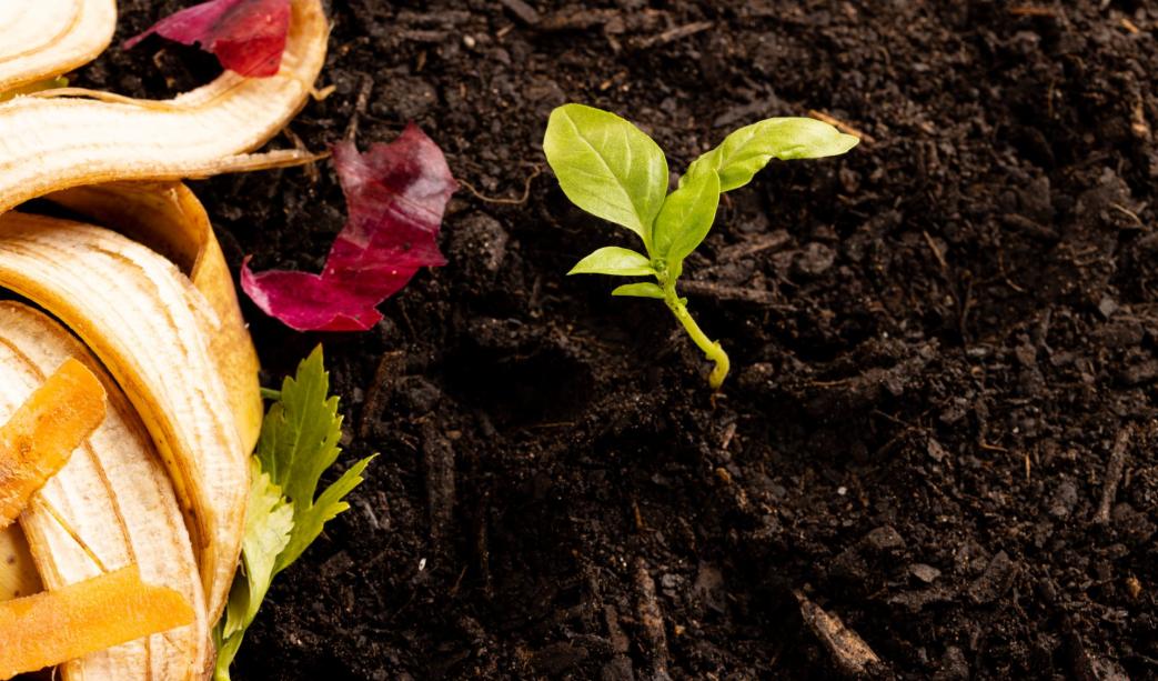 Garden Nutrition 101: A Close Look at the Benefits of Compost and Manure