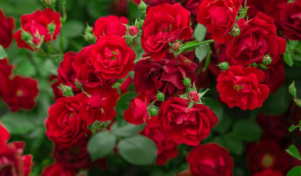 Roses – A Guide to Pruning