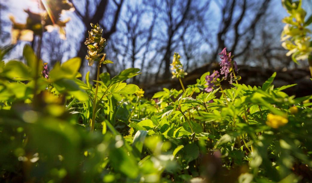 A Comprehensive Guide to Herbaceous Plants For Spring